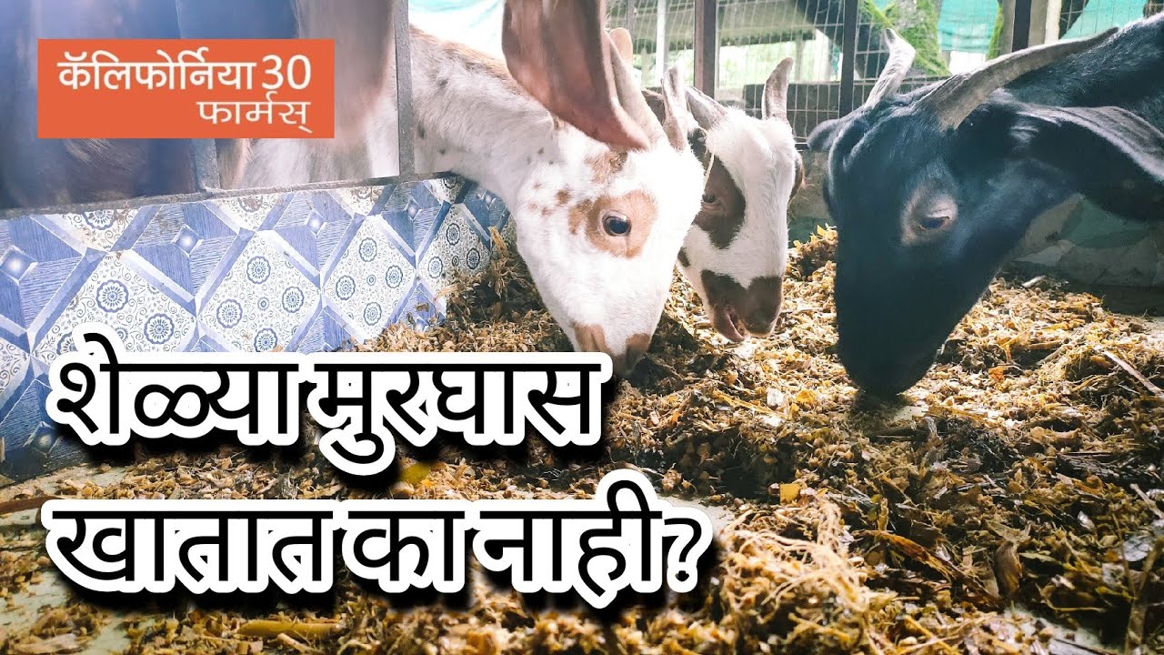 शेळ्या मुरघास खातात का? बकरी मुरघास खाती हैं क्या? Do goats eat silage?