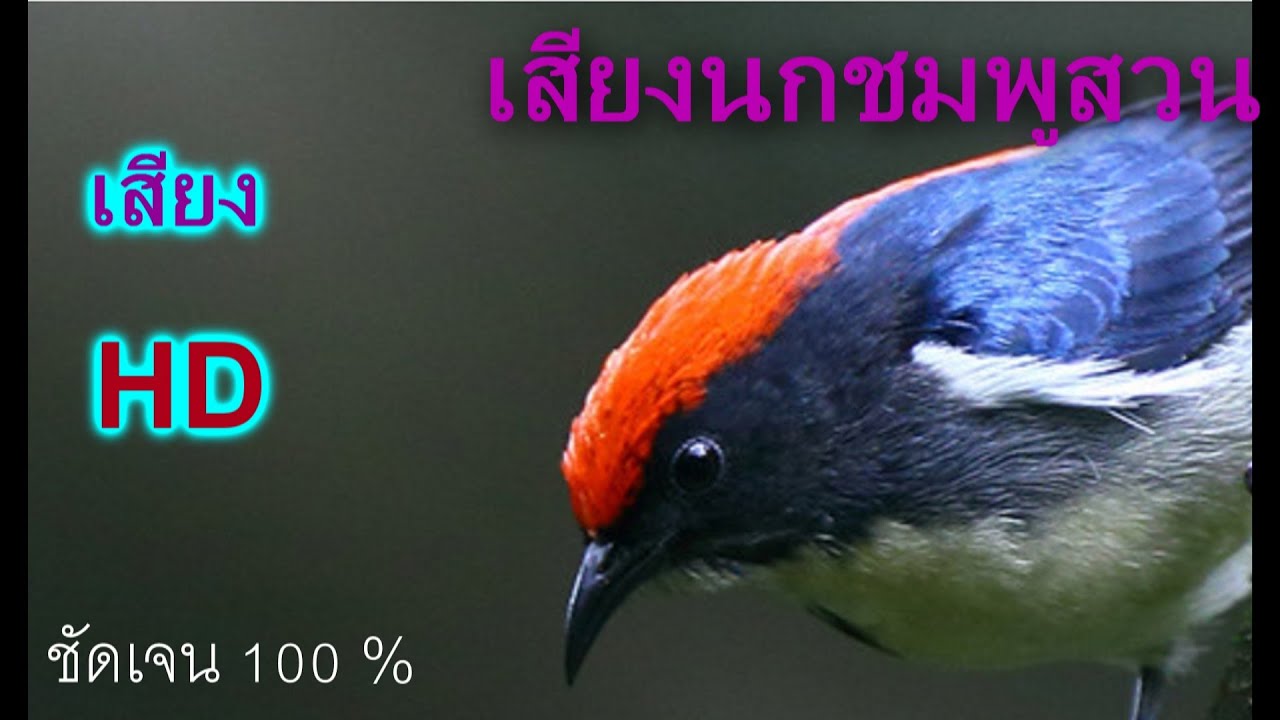 เสียงนกชมพูสวน