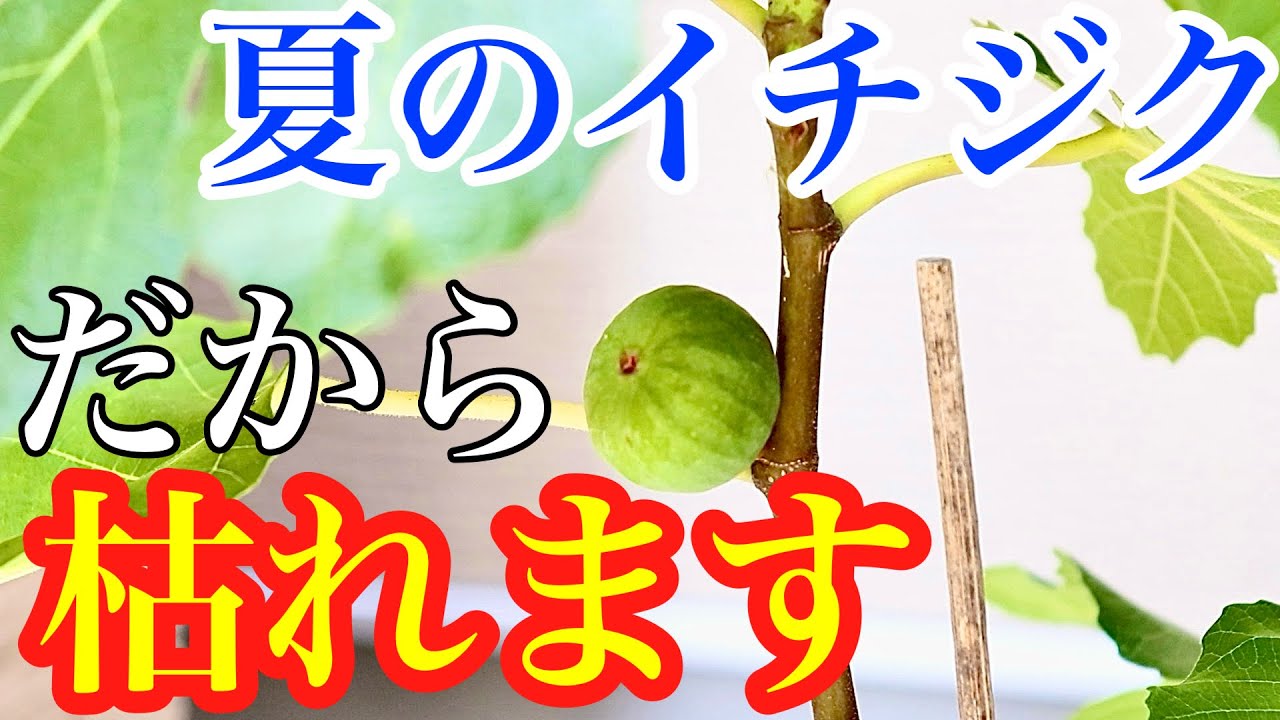 【イチジク】枯らさないためないの夏の管理方法を解説します【プランター栽培】