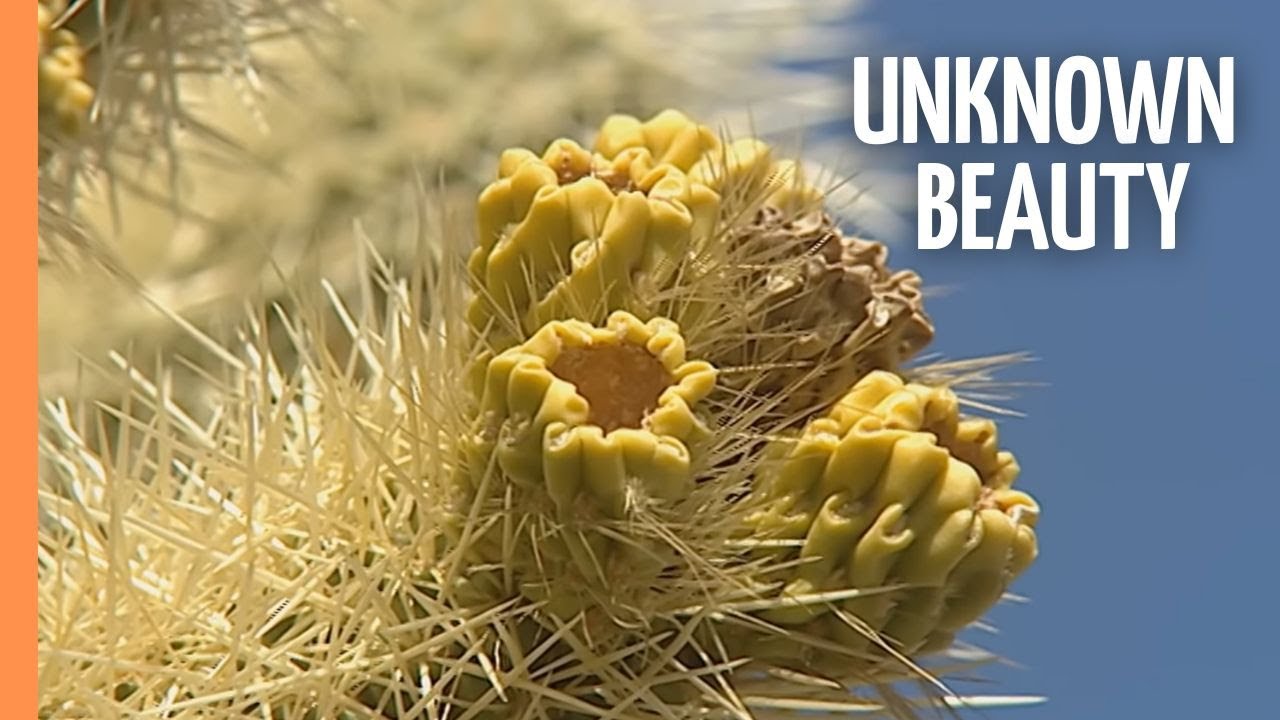 California - Unknown Beauty | Full Documentary
