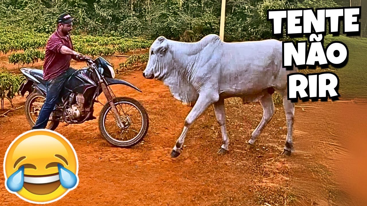 TENTE NÃO RIR: VÍDEOS ENGRAÇADOS 2025 E MEMES - #65