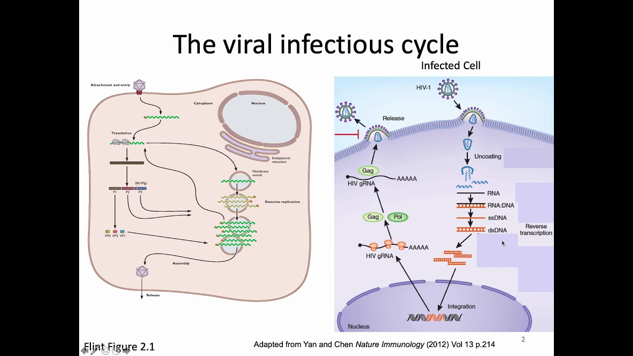 Immunology Fall 2019 Lecture 5: Antiviral state and PRRs