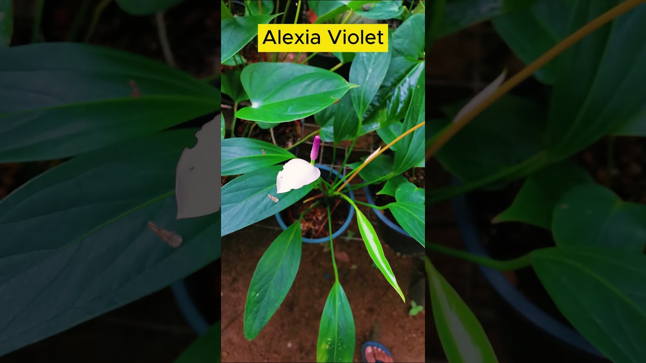 Anthurium Flowers #anthurium #anthuriumplant #anthuriumcare #anthuriumwikinimata