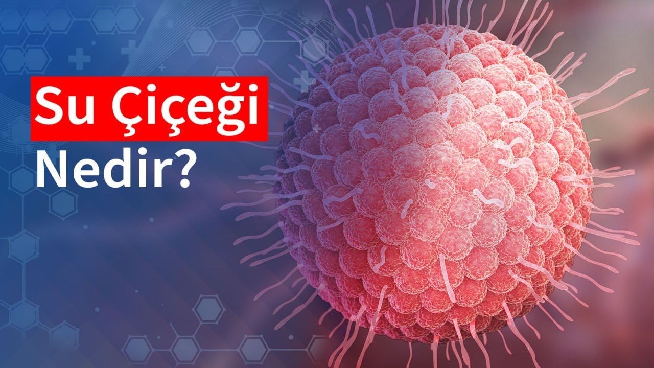 Su Çiçeği Nedir? | Medical Park