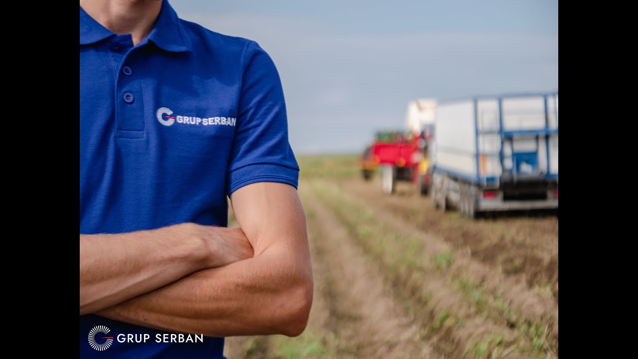 Recoltare cartofi Grup Serban Holding