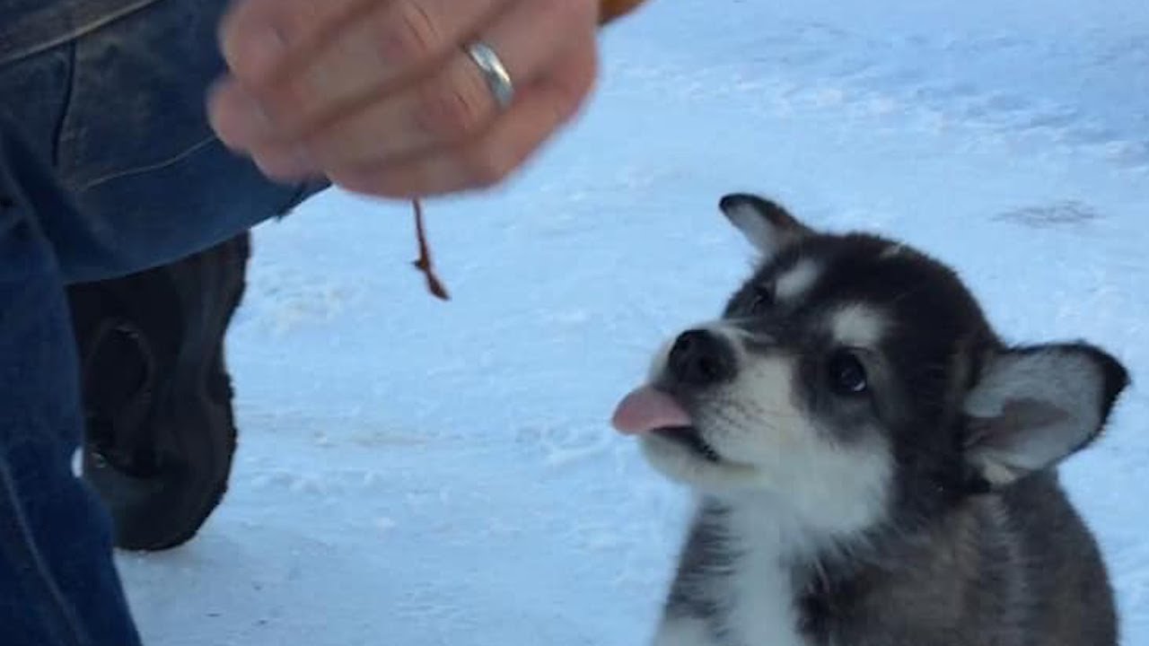 Raising Sled Dogs, Episode 1