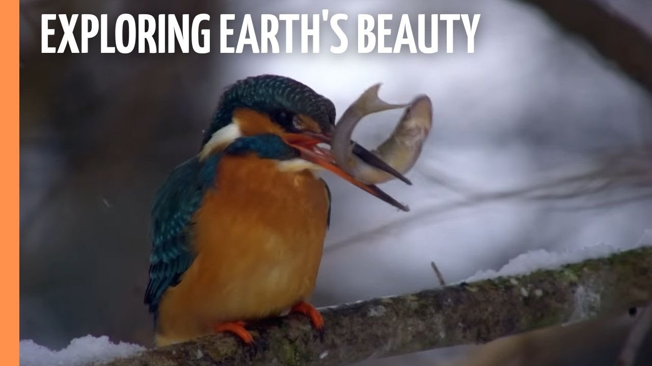 Wild Wonder - Exploring Earth's Beauty | Full Documentary