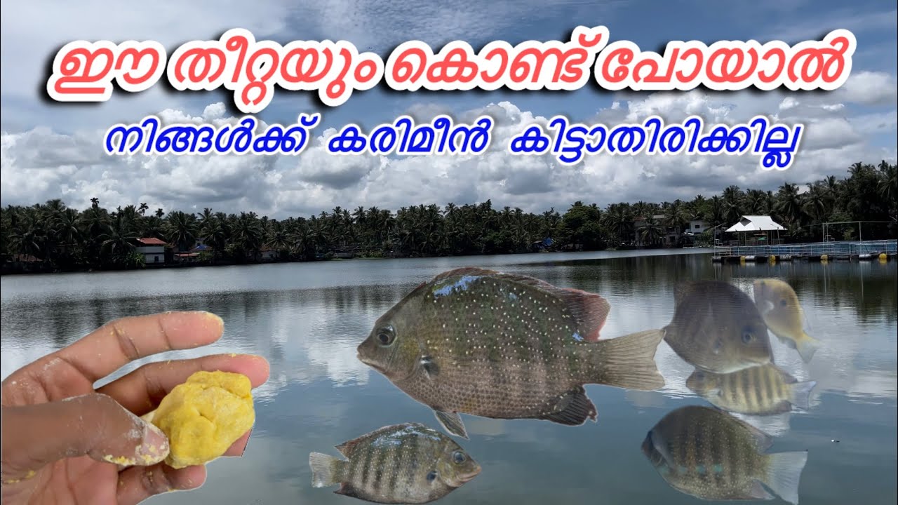 ഇനി കരിമീൻ ഈസിയായി പിടിക്കാം  ഈ തീറ്റ ഉണ്ടെങ്കിൽ karimeen fishing 