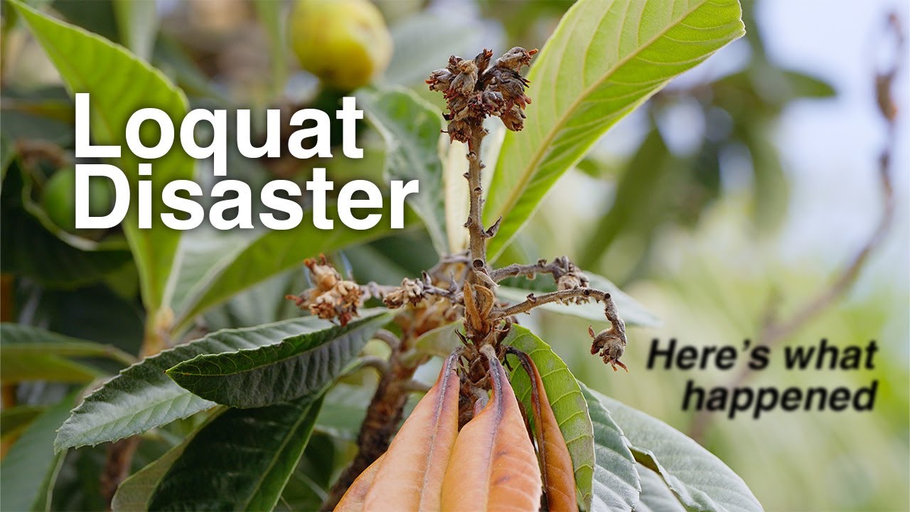 Fire Blight Destroyed My Massive Loquat Tree