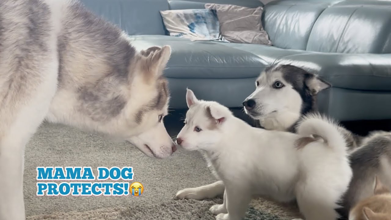 Mum Husky WARNS Dad Away From Pups! She Just Wants To Protect Them All!😭. She Bites Him!!