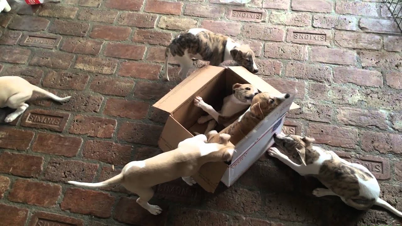 Whippet puppies play in new box