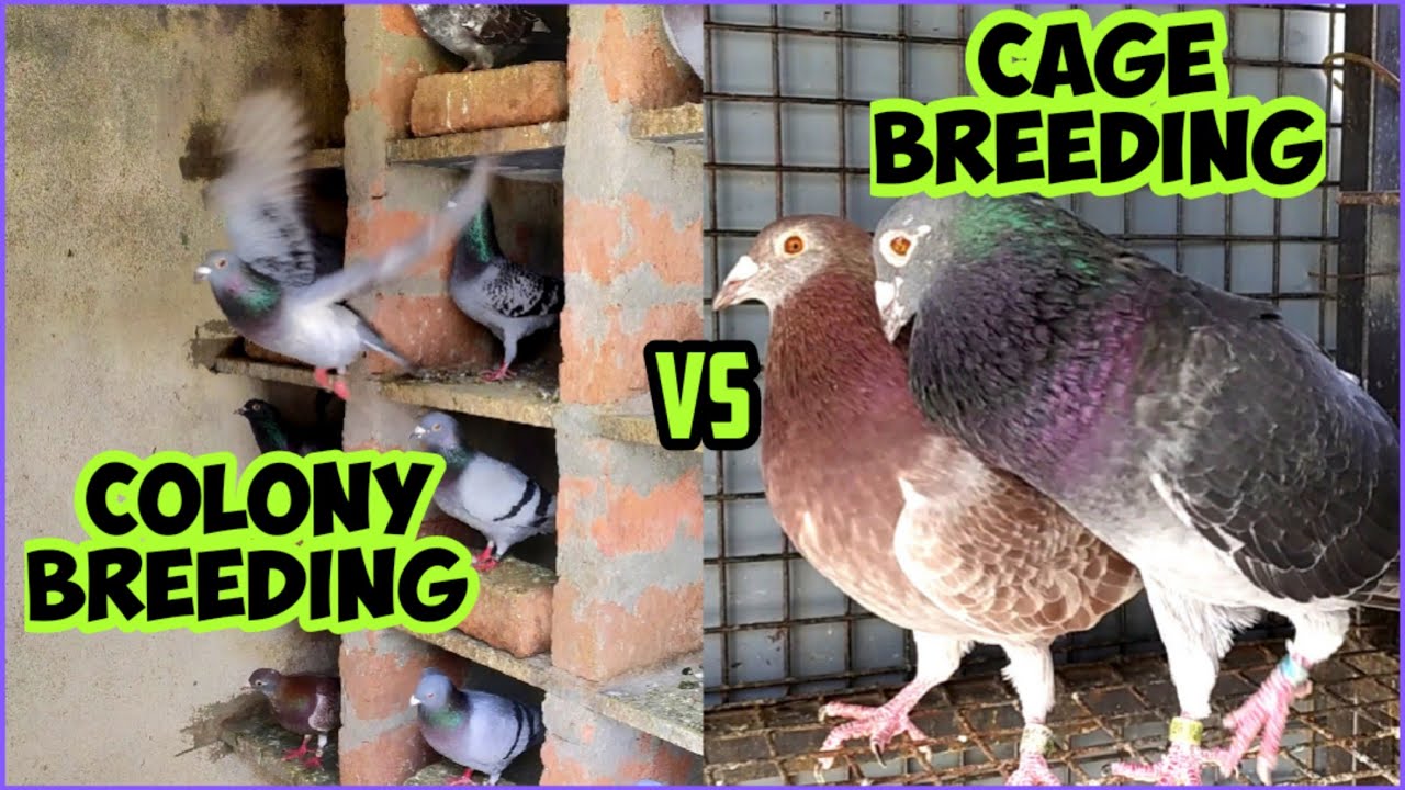 COLONY BREEDING vs CAGE BREEDING FOR PIGEONS