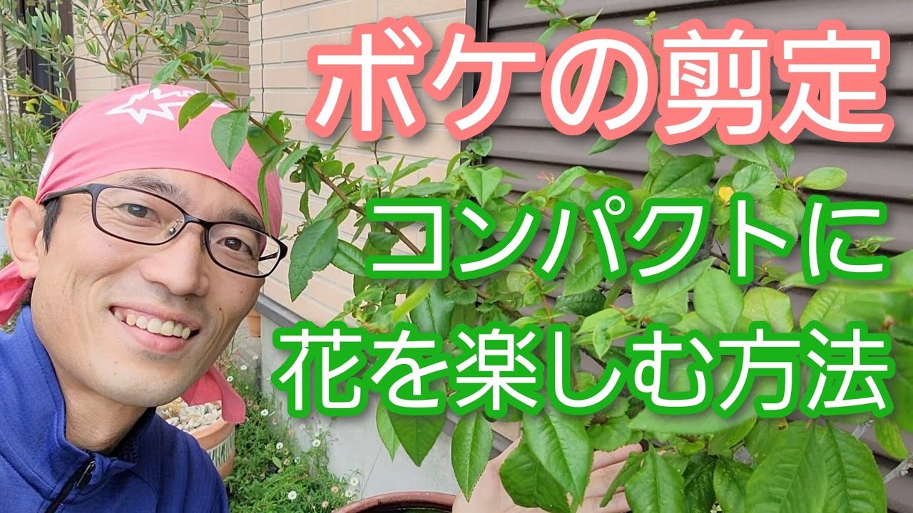 【ボケ(木瓜)の剪定】伸びすぎを防ぎ、花も咲きやすくなる手入れ(2023年6月)🍃🌸