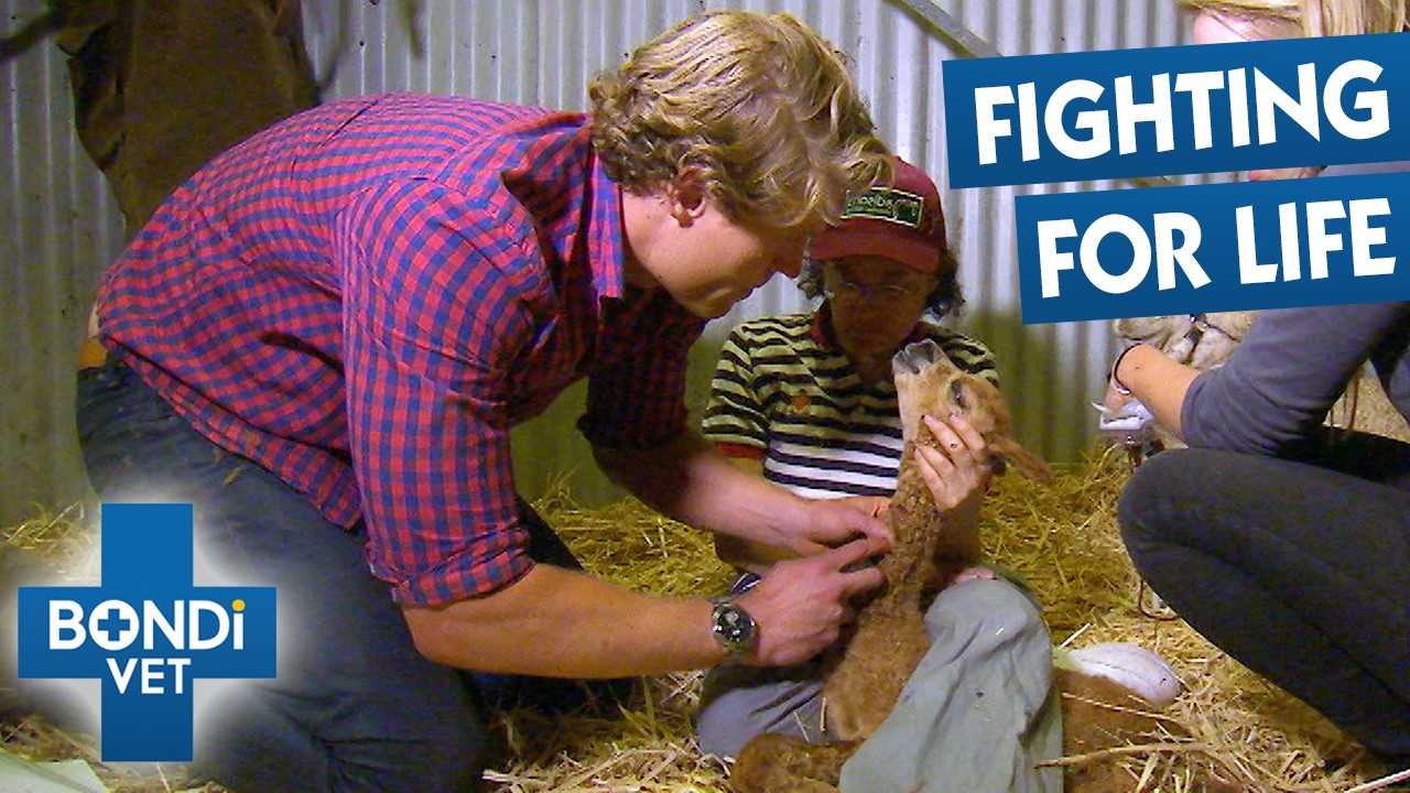 Newborn Alpaca Fighting For Life After Escaping Deadly Bushfires | Bondi Vet