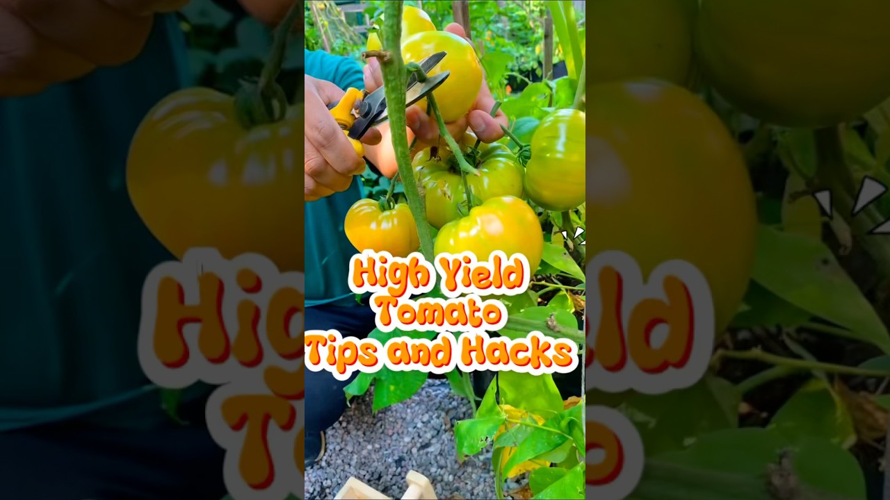High Yield Tomato Tips and Hacks #tidyingup #gardenigtip #gardening #gardendelight #gardenhacks #fyp
