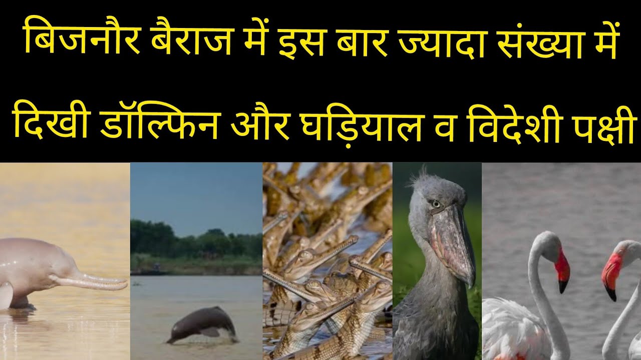 बिजनौर बैराज में इस बार ज्यादा संख्या में दिखी डॉल्फिन और घड़ियाल व विदेशी पक्षी 