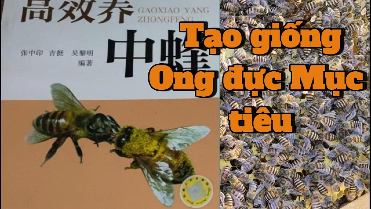 Nuôi Ong Đực Mục Tiêu: Cách Kiểm Soát 50% Tương Lai Trại Ong