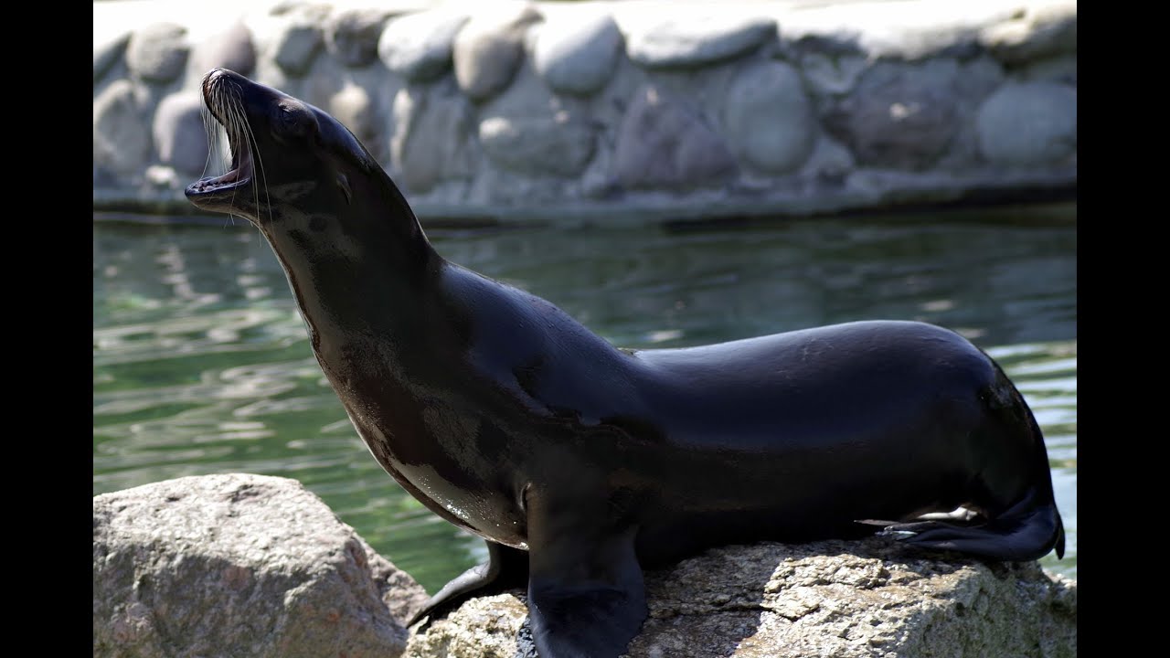FUNNY SEAL NATURAL SOUNDS