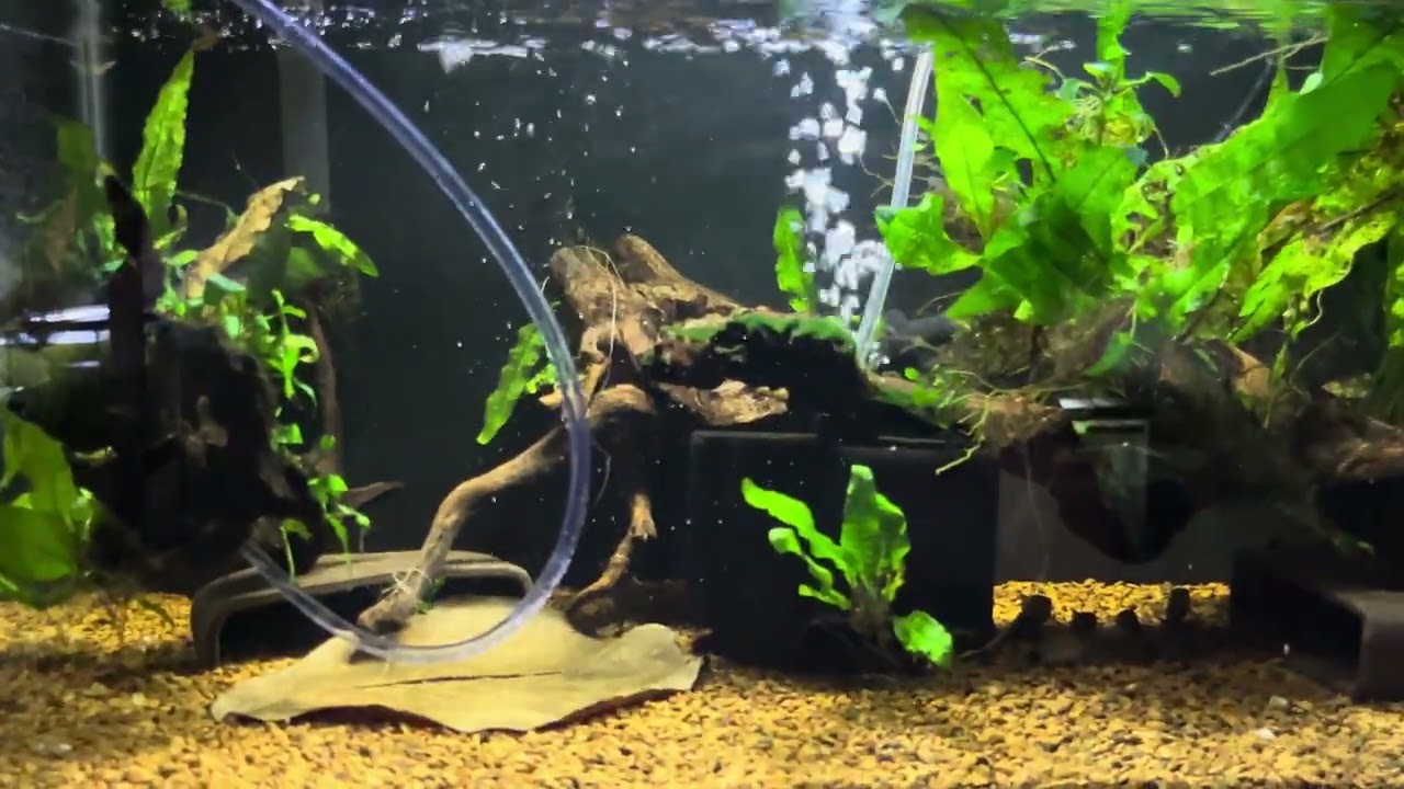 New L046 Zebra Plecos Hypancistrus Species