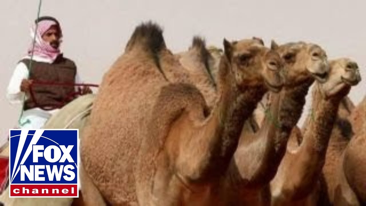 Camel beauty pageant rocked by Botox scandal