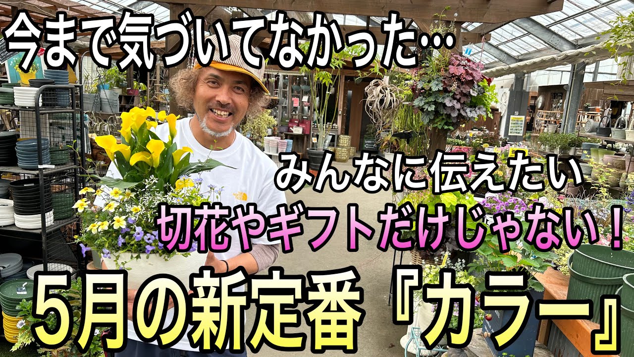 【寄せ植え】カラーがおすすめなんだから～♬寄せ植え、地植え、母の日ギフトにも！