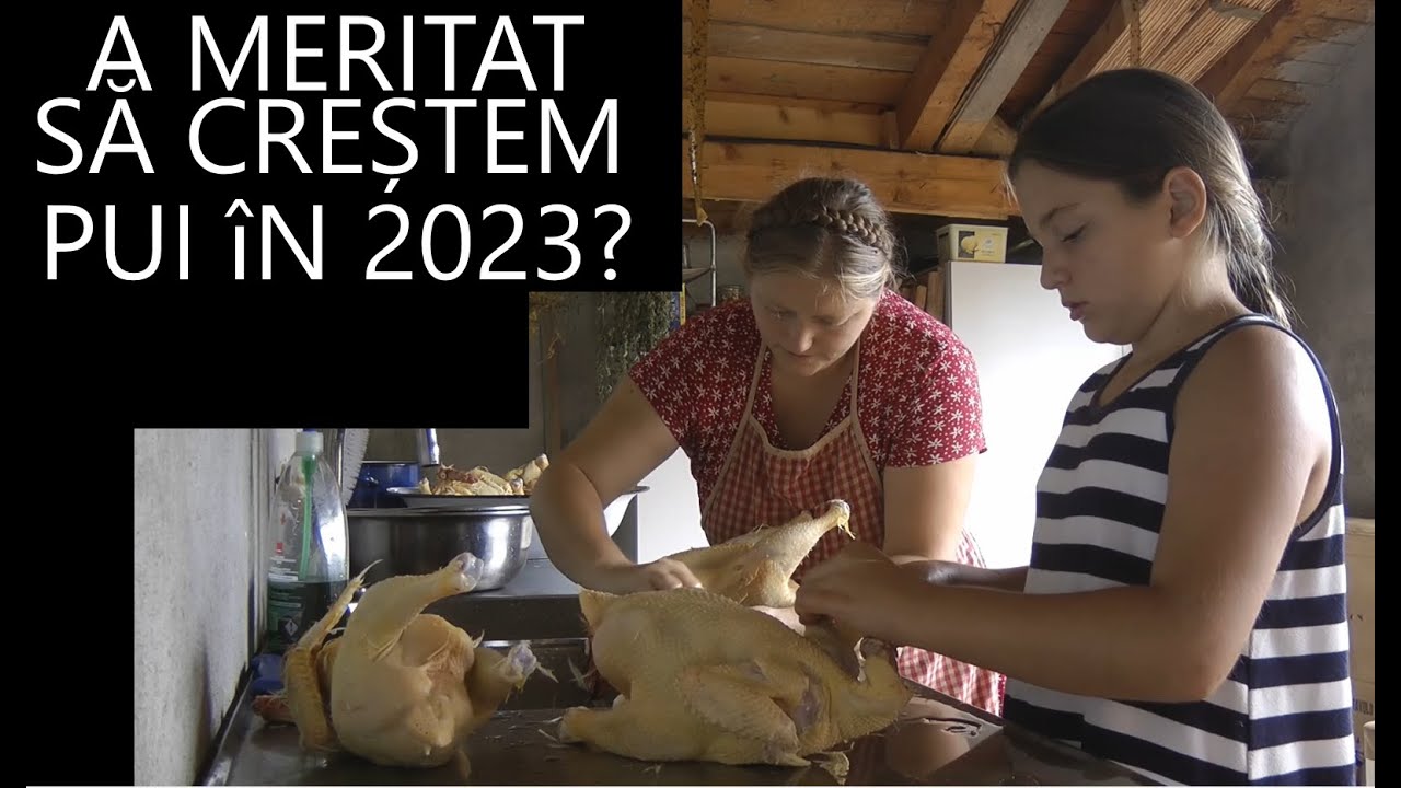 AM RECOLTAT ULTIMII PUI DE CARNE DIN 2023! OrășeanLaȚară!