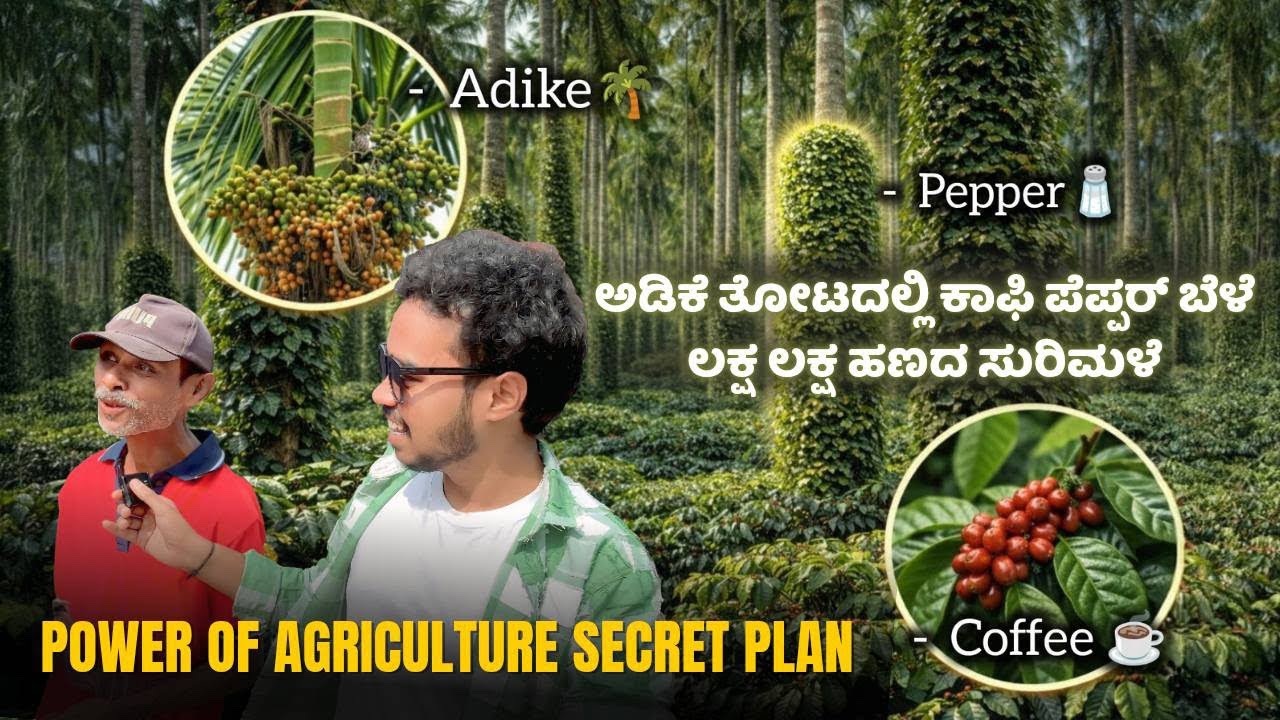 Power Of Agriculture | ಅಡಿಕೆ ತೋಟದಲ್ಲಿ ಕಾಫಿ ಪೆಪ್ಪರ್ ಬೆಳೆ ಲಕ್ಷ ಲಕ್ಷ ಹಣದ ಸುರಿಮಳೆ | Adike| Coffee |Areca