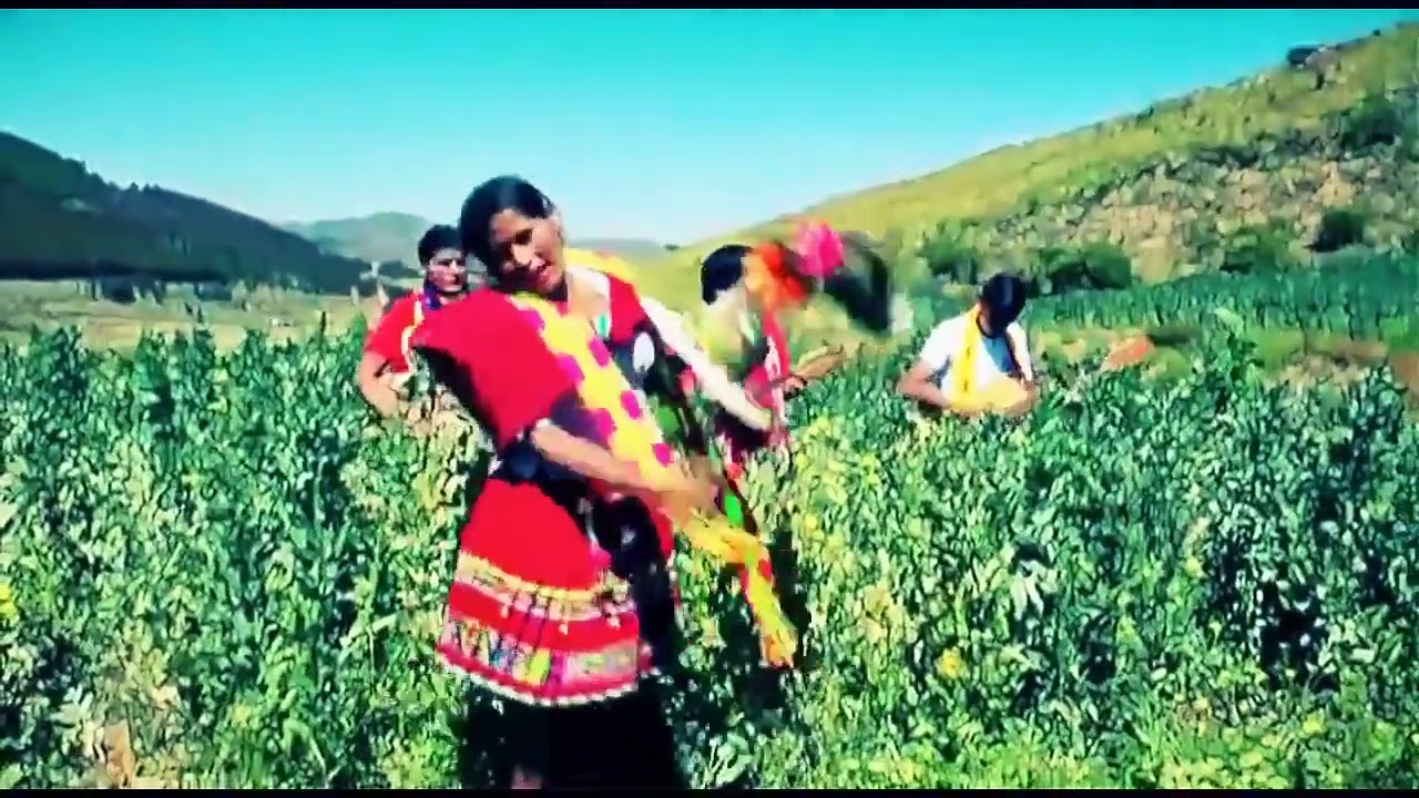 EMELY ROCHA Y ALBERTO AGUILAR  GIRASOL T'IKITA