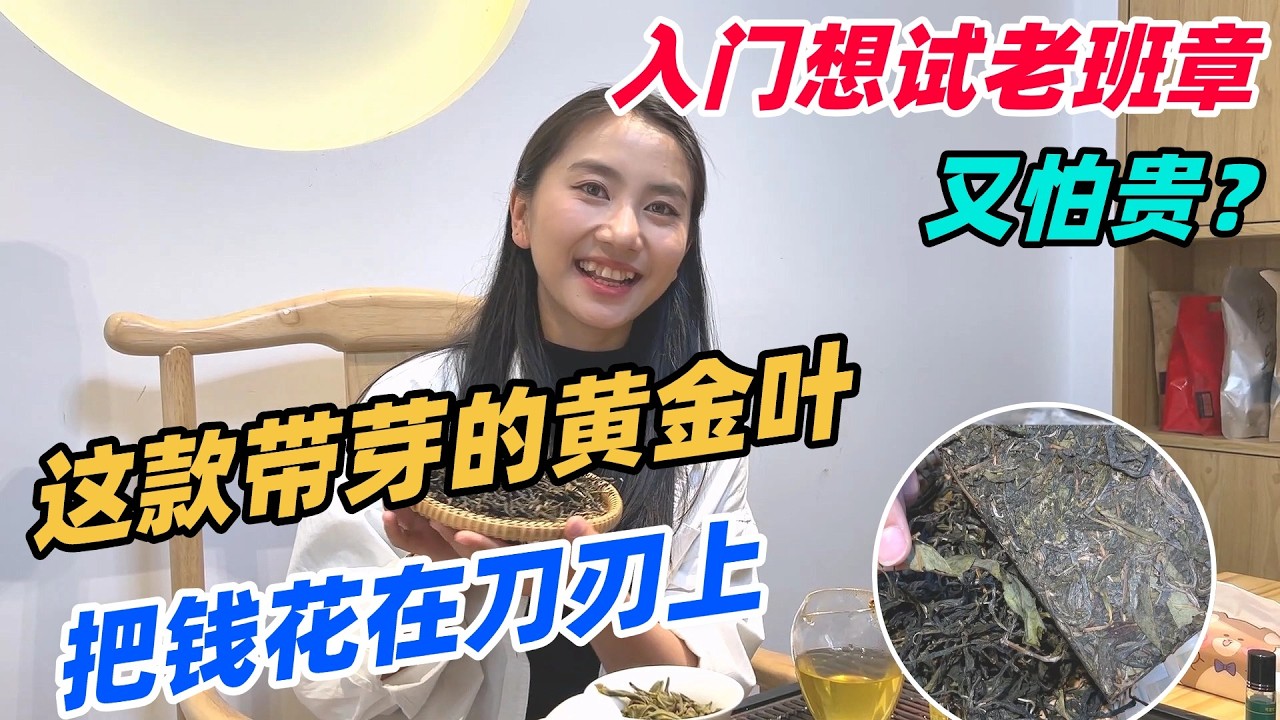 入門想試老班章又怕貴？這款帶芽的黃金葉，把錢花在刀刃上