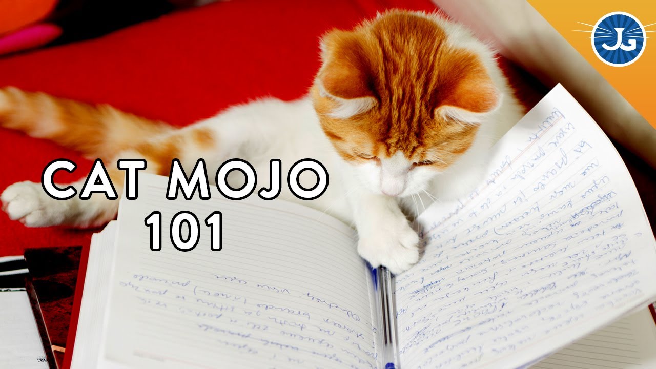 Do You Understand Your Cat's Behavior?