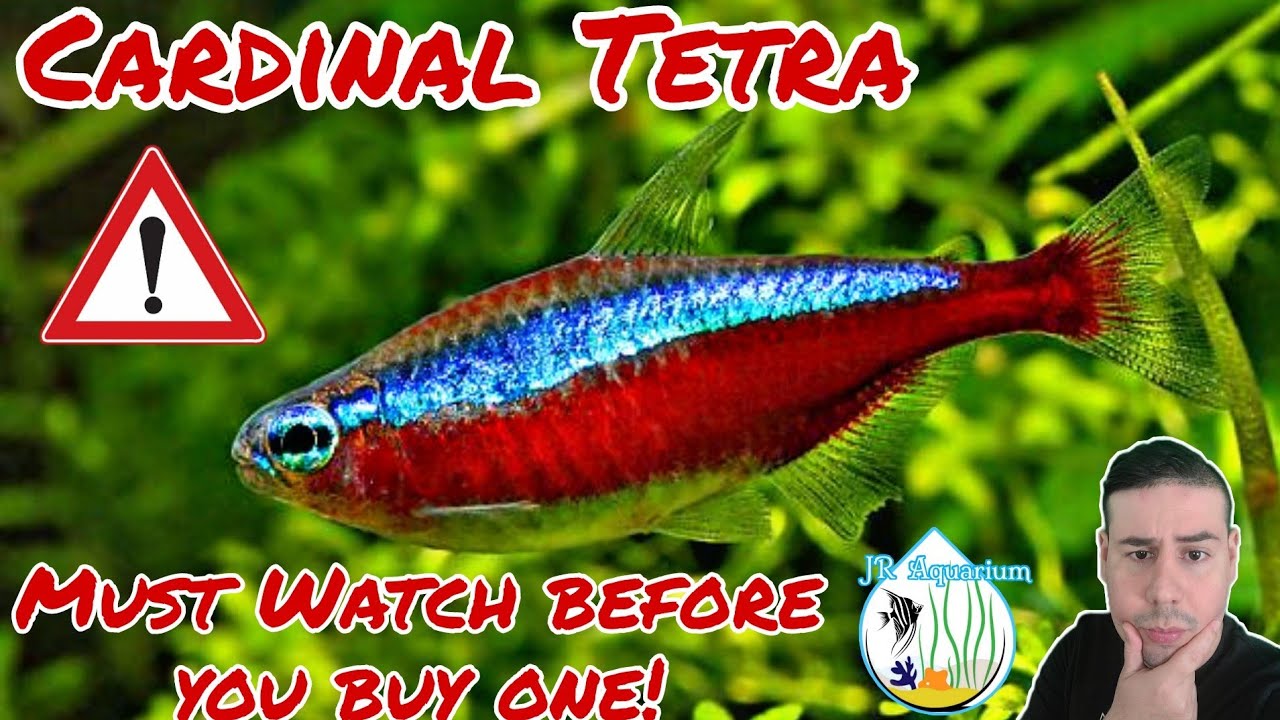 Cardinal Tetra care guide all you need to know before you go and buy one! You must watch JR Aquarium