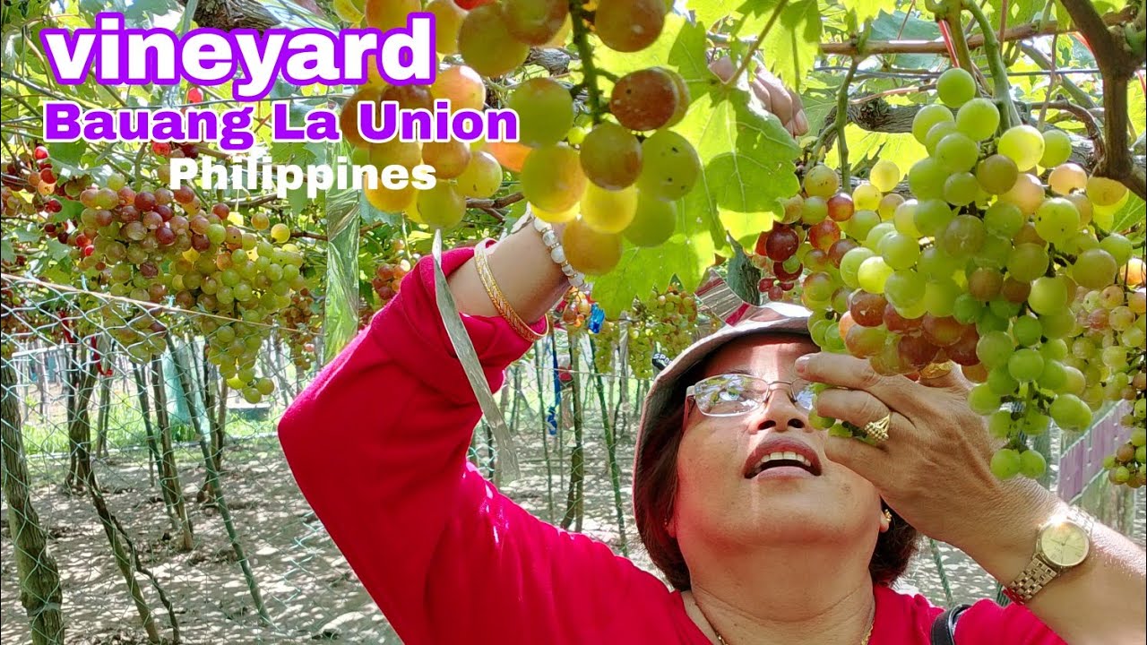 Picking fruit l Picardal Navarro 's 🍇 farm l @ateNengvlog
