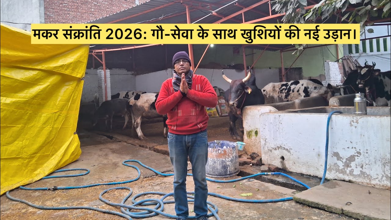 मकर संक्रांति 2026: गौ-सेवा के साथ खुशियों की नई उड़ान।