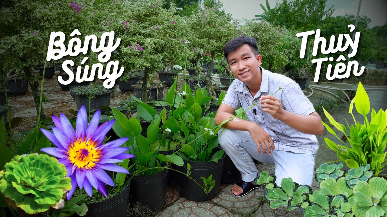Trồng Cây Thuỷ Sinh Nuôi Cá Trong Khu Vườn Mưa Mát Mẻ • Vlog #85