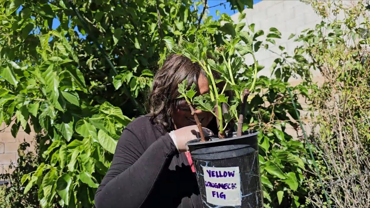 Update On How To Propagate Fig Cuttings | How To Propagate Desert King Fig Cuttings 