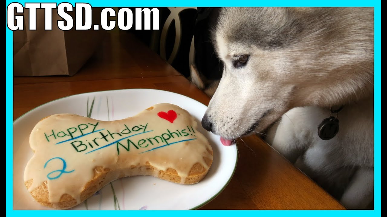 HAPPY 2nd BIRTHDAY MEMPHIS | Husky Birthday