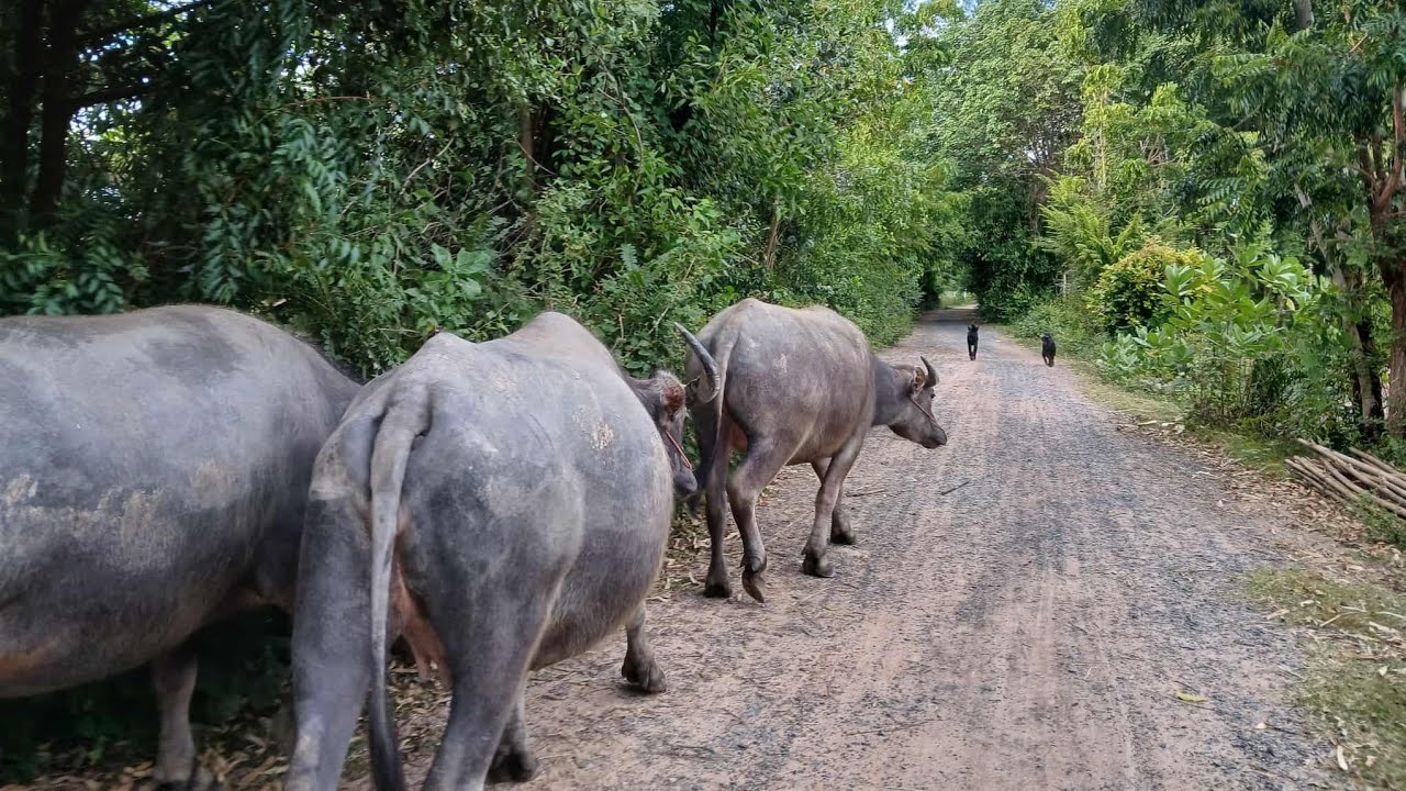 #ต้อนน้องควายไปเลี้ยงที่สวนจ้า #lovebuffalos 