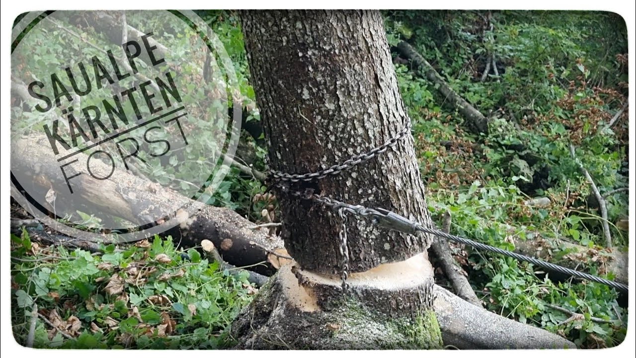 🌲 🌬 Windwürfe und Borkenkäfer 🪳🪵