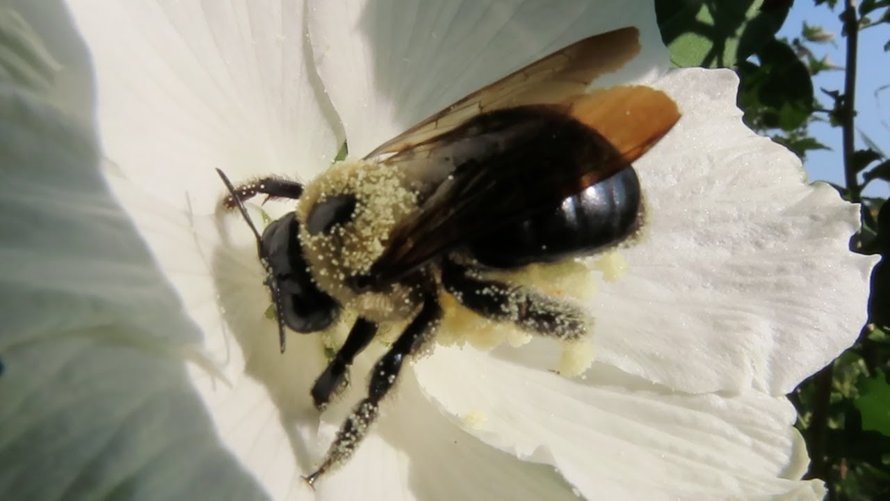 POLLINATOR: Rose of Sharon Visited by a Pollen Covered Eastern Carpenter Bee