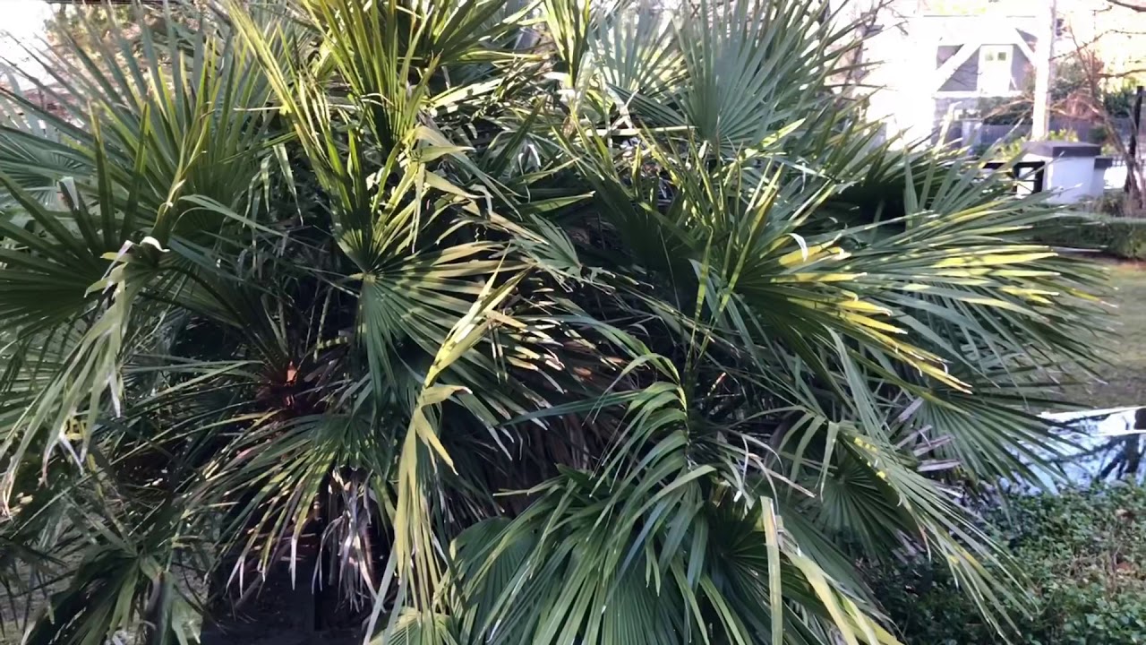 How NOT to prune a Mediterranean Fan Palm