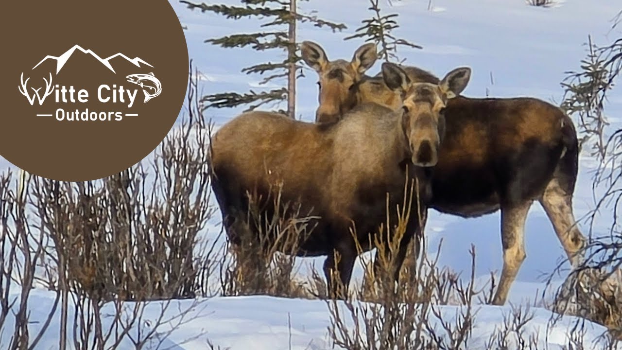 Herd of Moose in the Wild | Incredible Alaska Sighting