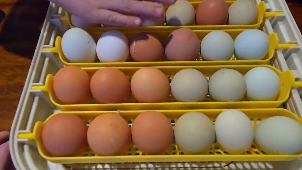 Maticoopx 30 Egg Incubator Part 2 Loading Eggs