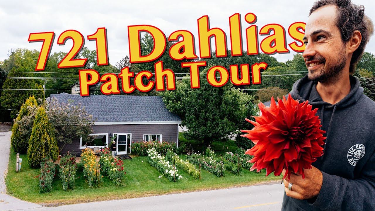DAHLIA TOUR | Dahlia Mandrew grows Giant Dahlias