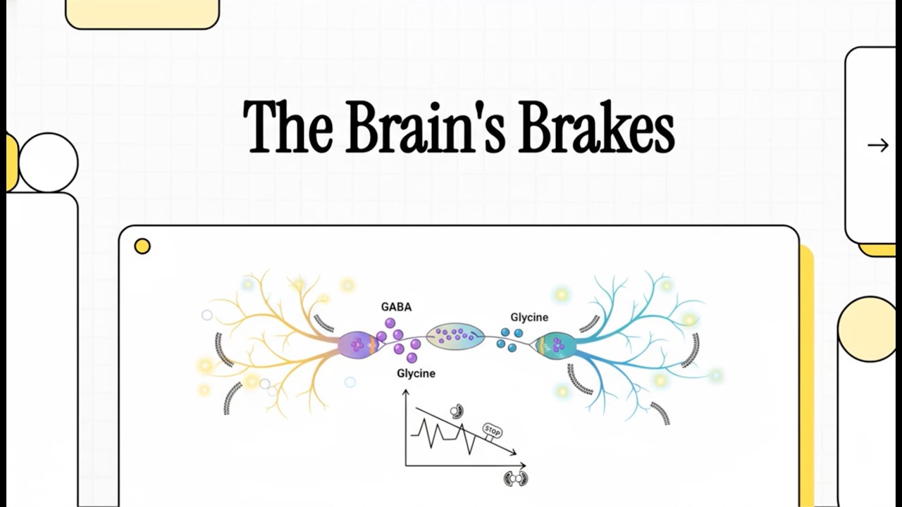 GABA & Glycine (Purves, Neuroscience, 6/e, Ch 6.5)
