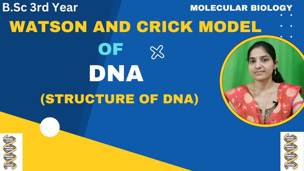 WATSON AND CRICK MODELS OF DNA B.Sc 3rd Year||Double Helix Model Of DNA #watsoncrickmodel#DNA