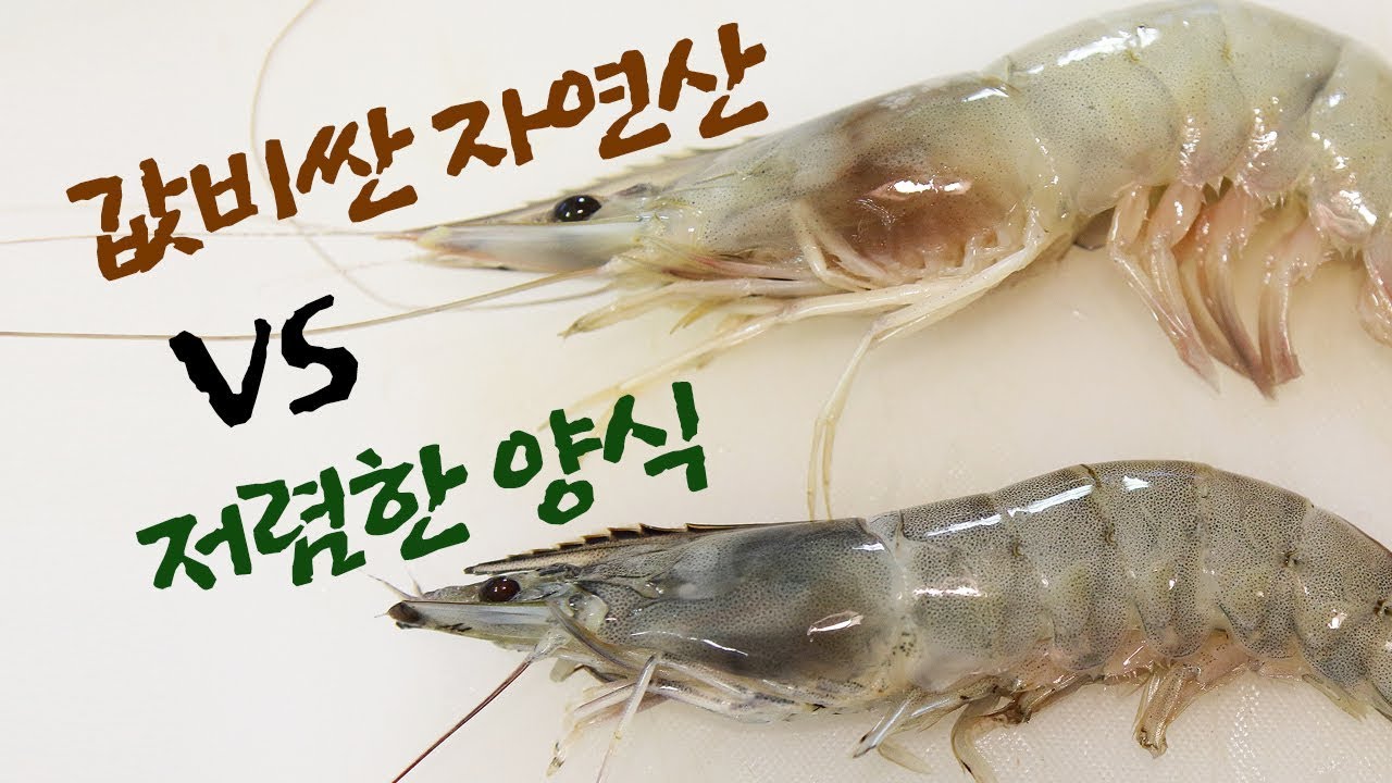 자연산 대하와 양식 흰다리새우의 실제 차이는? 맛은 예상밖의 결과