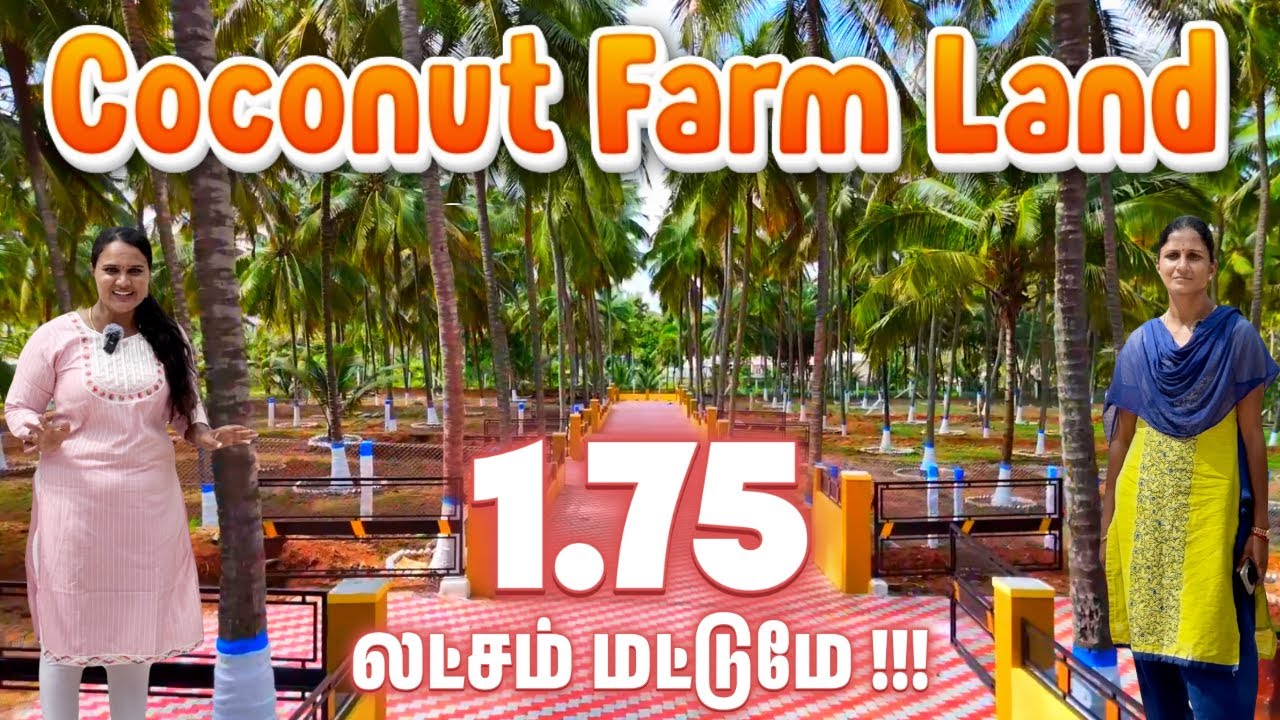 Farm land for sale in Coimbatore, Pollachi road | Coconut farms | Call 👉 7708780440 | Low budget
