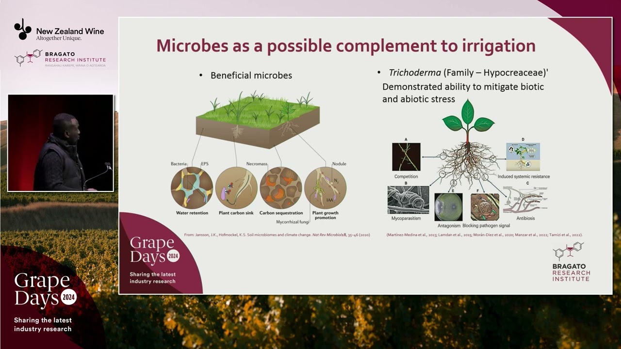 Grape Days 2024 | Trichoderma root application | Dr Solomon Wante
