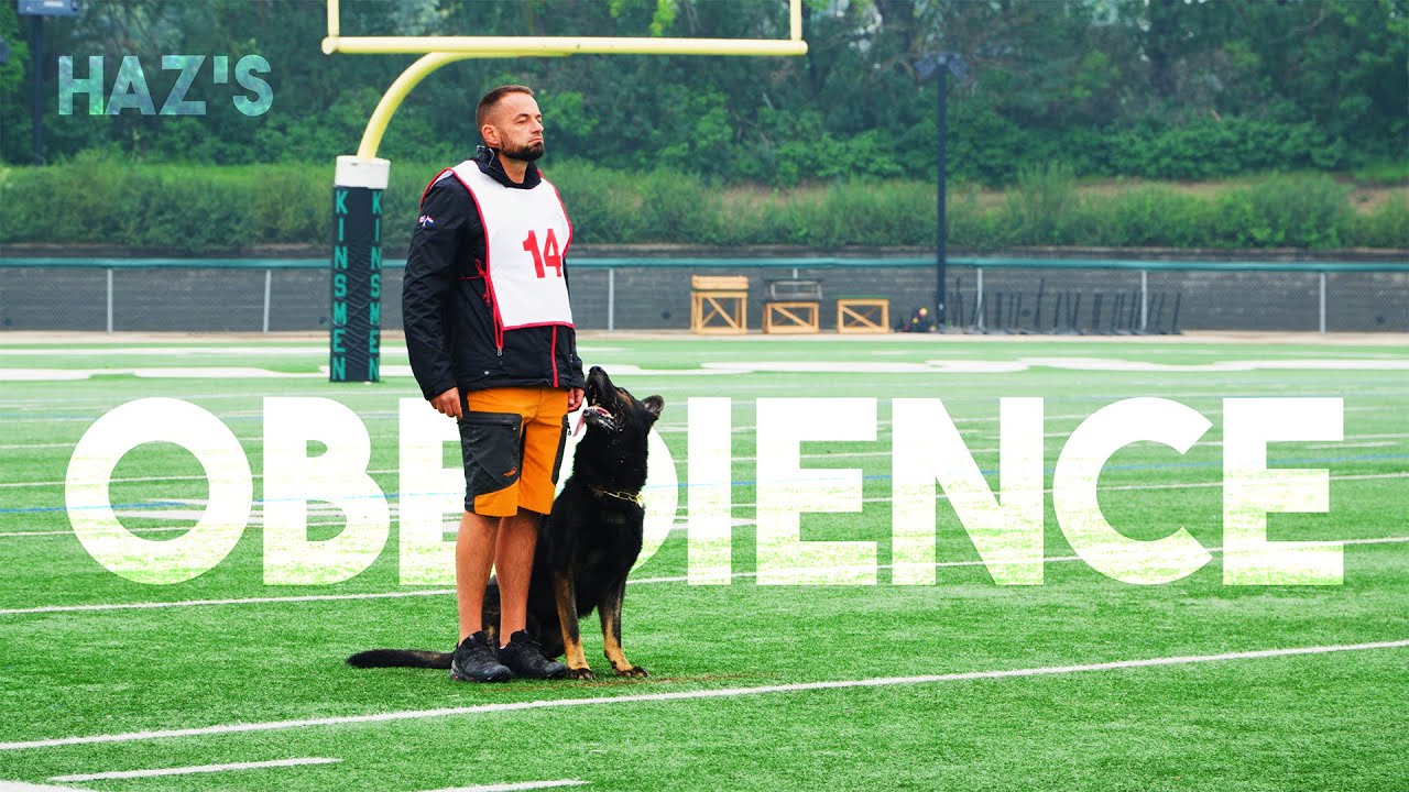 Haz and Chiko raw Obedience Canadian Nationals