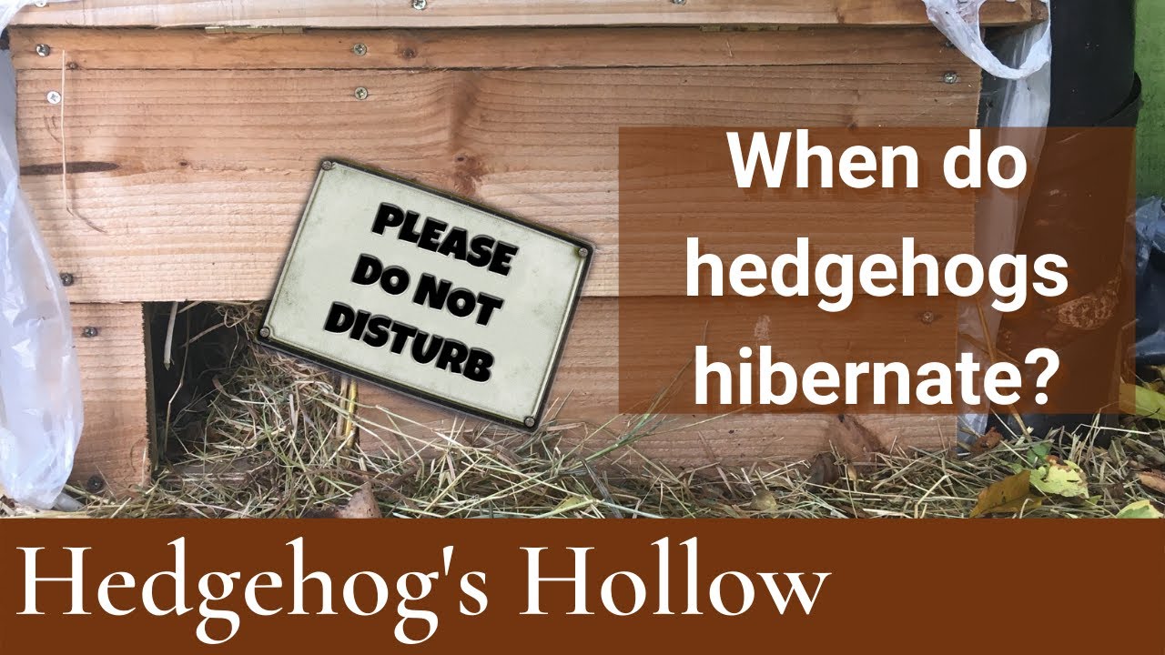 When do hedgehogs hibernate? | Hedgehog's Hollow